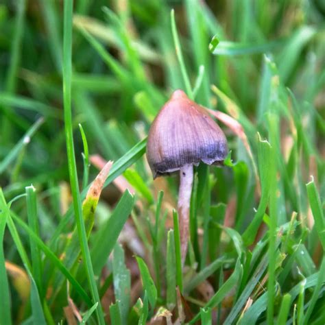 Magic mushrooms and addiction: breaking free from harmful habits